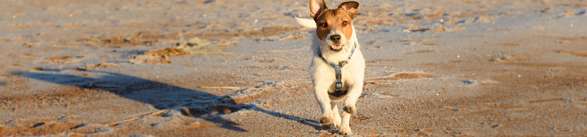Protect your Jack Russell