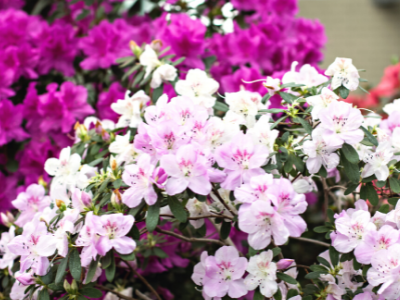 dangerous flowers to pets