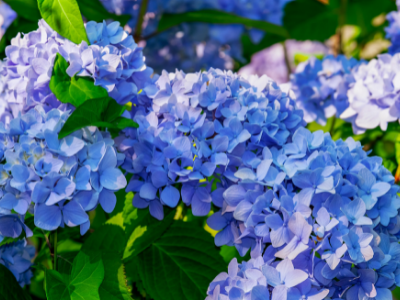 dangerous flowers to pets