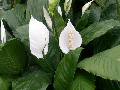 dangerous flowers to pets