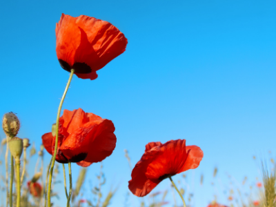dangerous flowers to pets