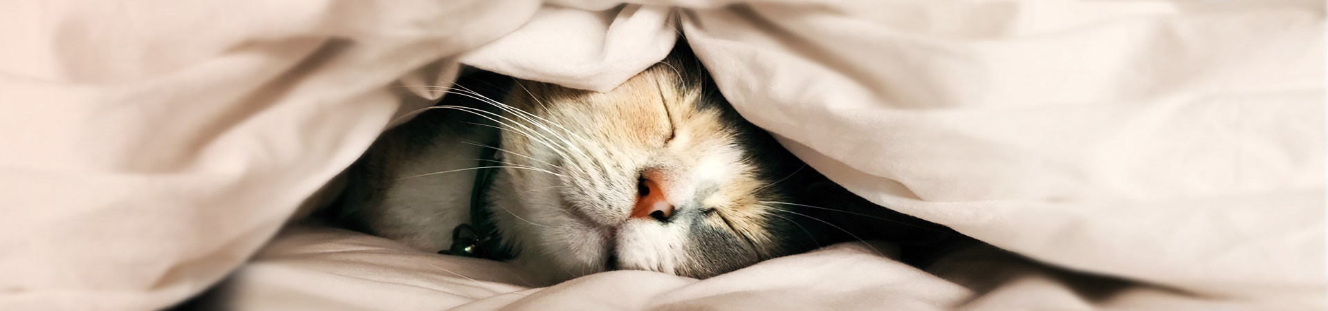 Protect your cat from as little as £1.79 per week