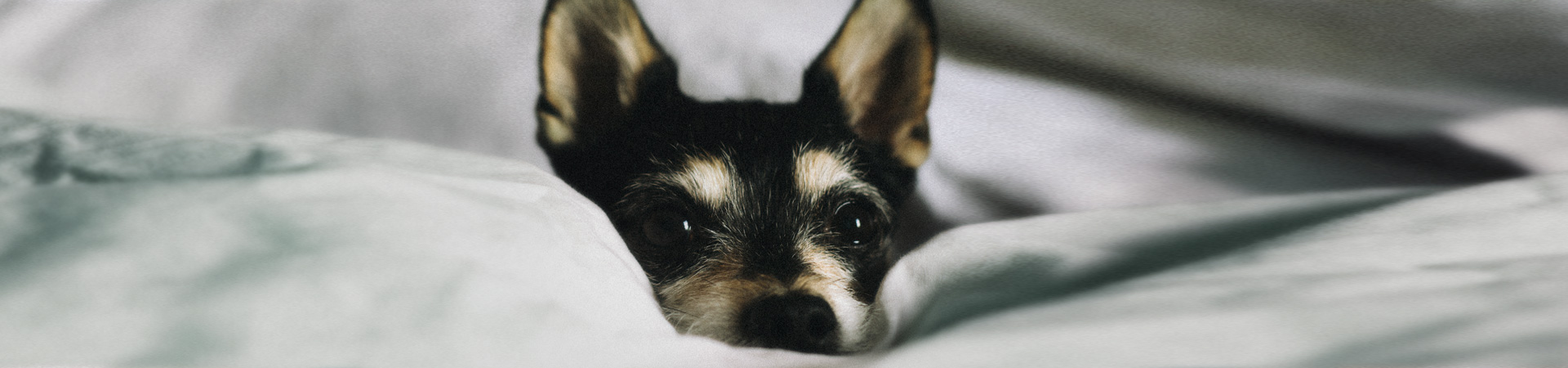 Protect your dog from as little as £1.89 per week