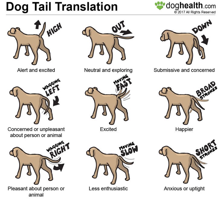 Are dogs really happy when they wag their tails