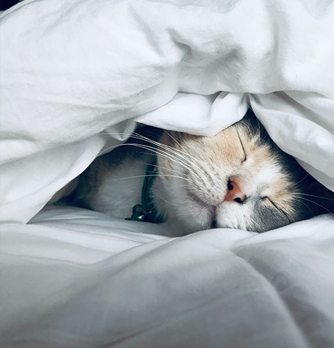 Protect your cat from as little as £1.79 per week