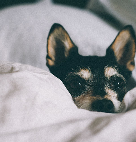 Protect your dog from as little as £1.89 per week