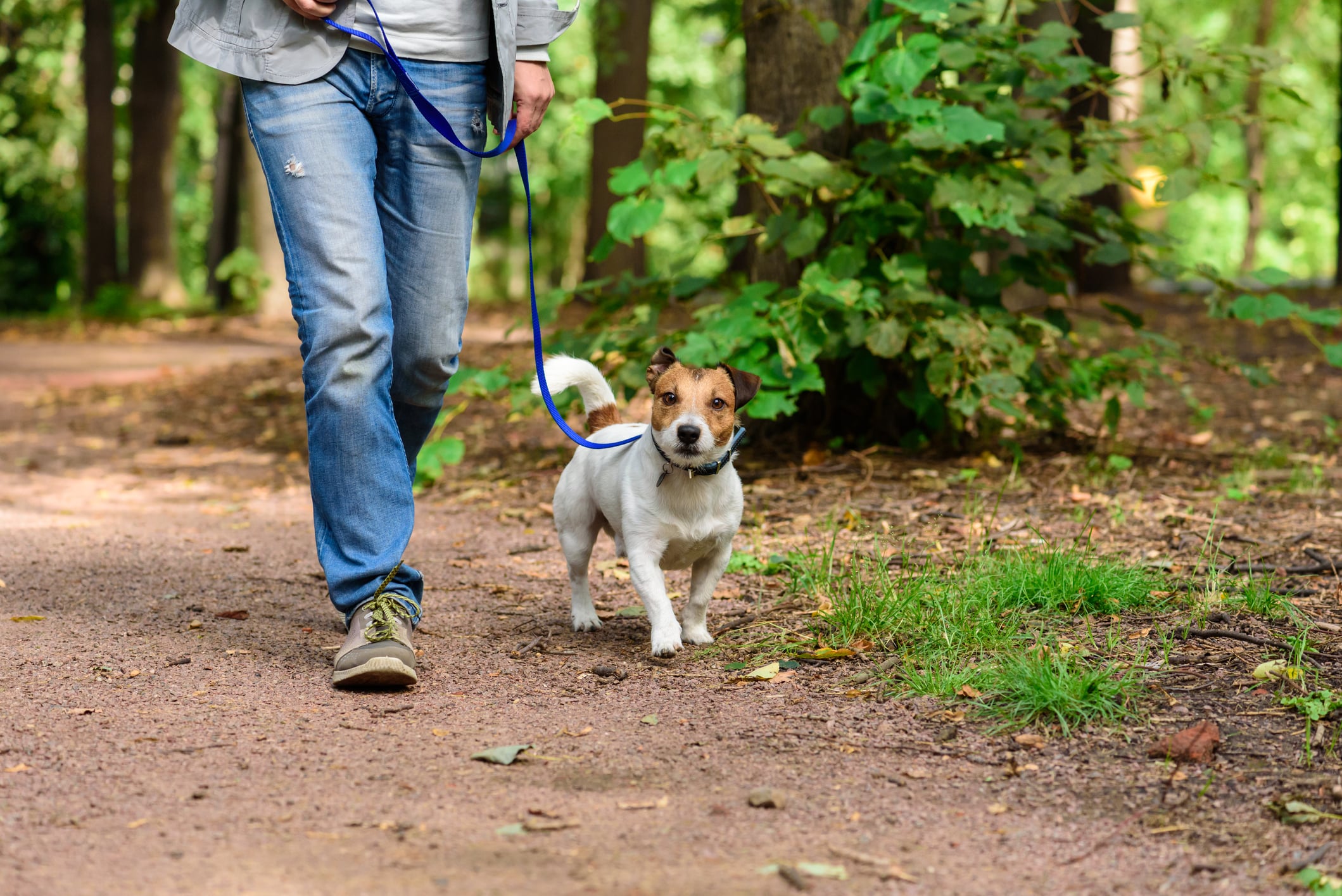Man walking dog in woods
