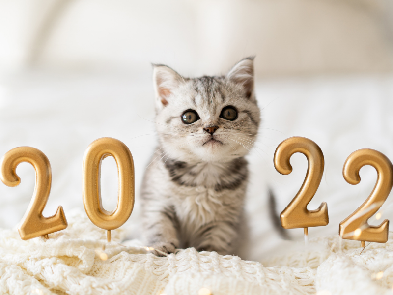 New Year's resolutions for pets