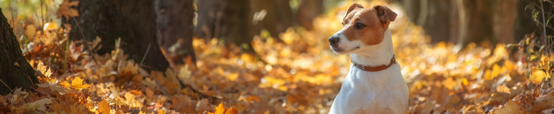 Dog Insurance