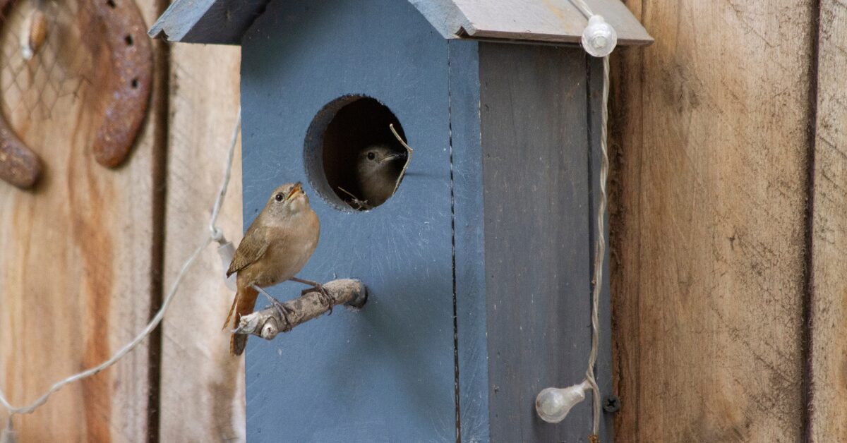 Small bird perching on a nestbox