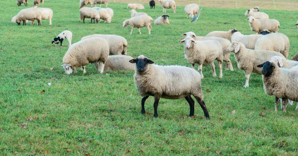 Herd of sheep in a field