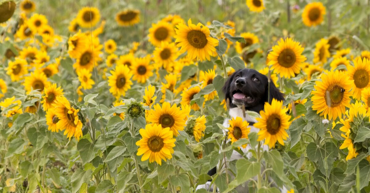 A black dog sits in a field of sunflowers.