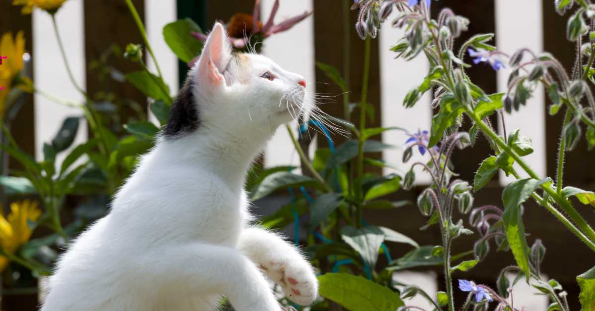A black and white cat sniffs at some plants