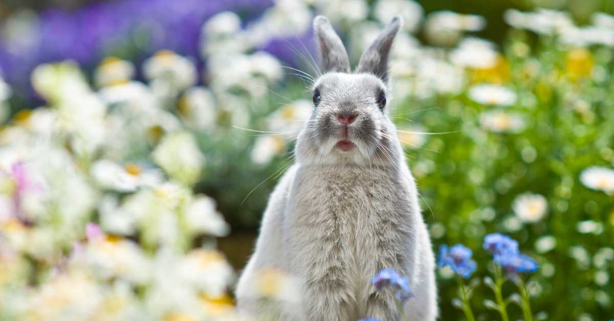Grey bunny sitting in the middle of a field of wild flowers.