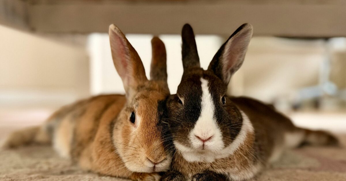 Image of two rabbits - one brown, one black sitting side by side.