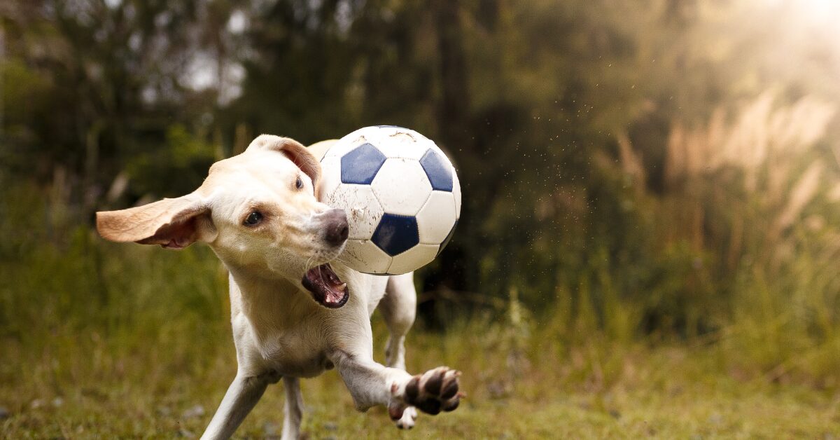 White dog catches a football in its mouth
