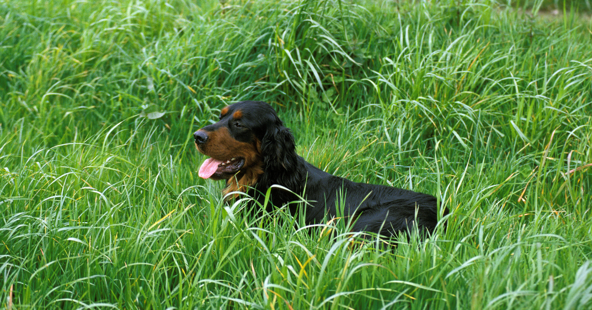 A black dog lying down in long grass.