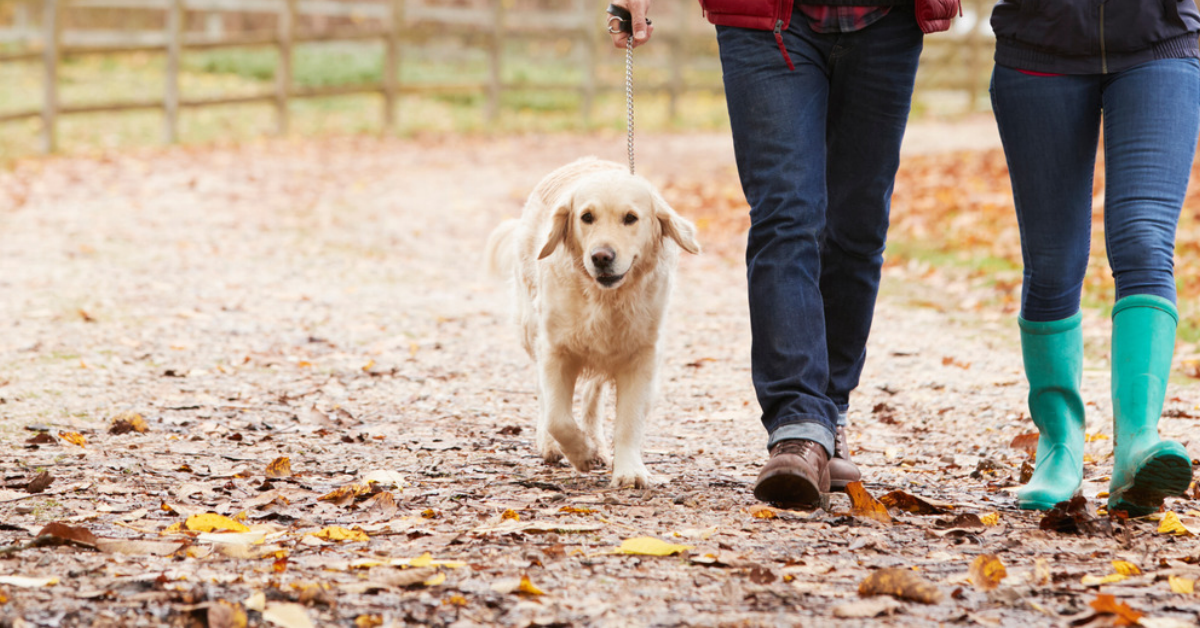 Image of two people in walking boots and wellies walking their golden dog.